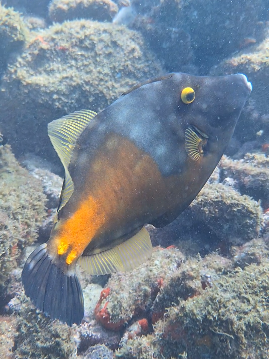 O peixe-porco é um peixe marinho de corpo robusto e pele áspera, muitas vezes cinza-esverdeada, conhecido por grunhir quando se sente ameaçado. Possui uma nadadeira dorsal que pode ser travada em posição ereta, usada como mecanismo de defesa para se fixar em fendas e buracos. Alimenta-se principalmente de invertebrados de fundo, como moluscos e crustáceos, usando seus dentes fortes para esmagar conchas. #peixeporco #oceano #scubadiving #natureza #biodiversidade  @Prados dive 