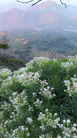 lawu dengan edelweiss nya #edelweiss #bungaabadi #lawumountain #cemorosewu #lawuviacetho #lawuviacemorosewu 