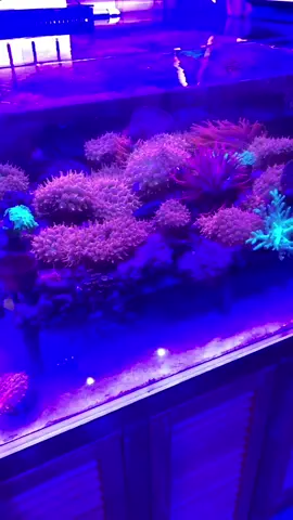 Red pacifier coral#reeflight #fishtank #Aquar #coral #reeftank #tank #coraltank #reefaquarium 