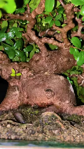 Hải châu được mỗi cái lá đẹp chớ mấy cái khác còn đẹp hơn nửa 🤣#bonsaitree #bonsai 