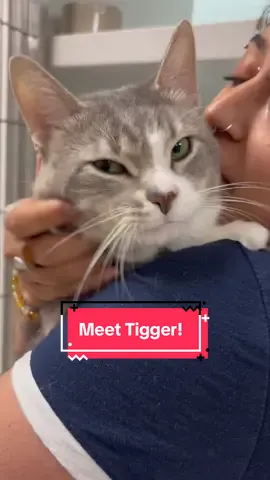 Looking for a Velcro Cat who gives the best hugs? Go meet Tigger at @Peterborough Humane Society #adoptme 