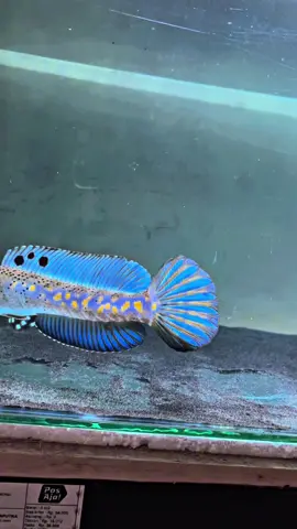 Si biru krisna #fishkeepers #channapulchra #channaindonesia🇮🇩 #sibiru💙 