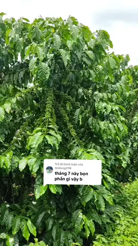 Trả lời @tindung298 các bác cứ sợ phân giả thì để e test trước cho#xuhuong #cooffee #trending #nôngdân #cà phê đa thân thả ngọn#đợt 2 bón phân gì.bón phân mùa mưa