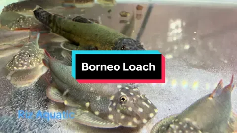 Gastromyzon Sp. Loach unik yang ada di Borneo🥰..  Sangat rare🥺, pegi 10 kedai aquarium, belum tentu ada jual🫣.. #ikanrare #rarefish #SabahWildlife #BiodiversitiBorneo #sabah #fypp #fypシ゚ #fyppppppppppppppppppppppp #fypage #fyp #fypdong #ikan #fish 