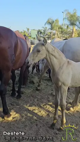 #RANCHOLOSJIMENEZ  DESTETE DISPONIBLE  #PURARAZAESPAÑOLA  #HORSES #CABALLOS #LOSANGELES #JALISCO #MEXICO #FYP 