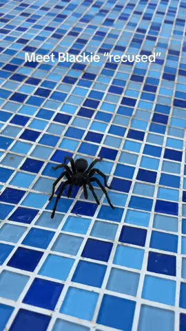 🚨SPIDER RESCUE MISSION🚨 Just pulled a tarantula out of the water like it was the Titanic and he was Jack 🕷💦 Bro was doing the doggy paddle with 8 legs and zero hope. I whispered, “Not today, sir… not on my watch.” 🫡 He’s drying off now, writing his memoir: “8 Legs, 1 Chance” #TarantulaRescue #HeAlmostDrowned #WaterSpiderChronicles #ArachnidBaywatch #NotAllHeroesWearBoots