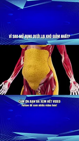 VÌ SAO MỠ BỤNG DƯỚI LẠI KHÓ GIẢM NHẤT #khampha #khoahoc #kienthuc #yp #xh 