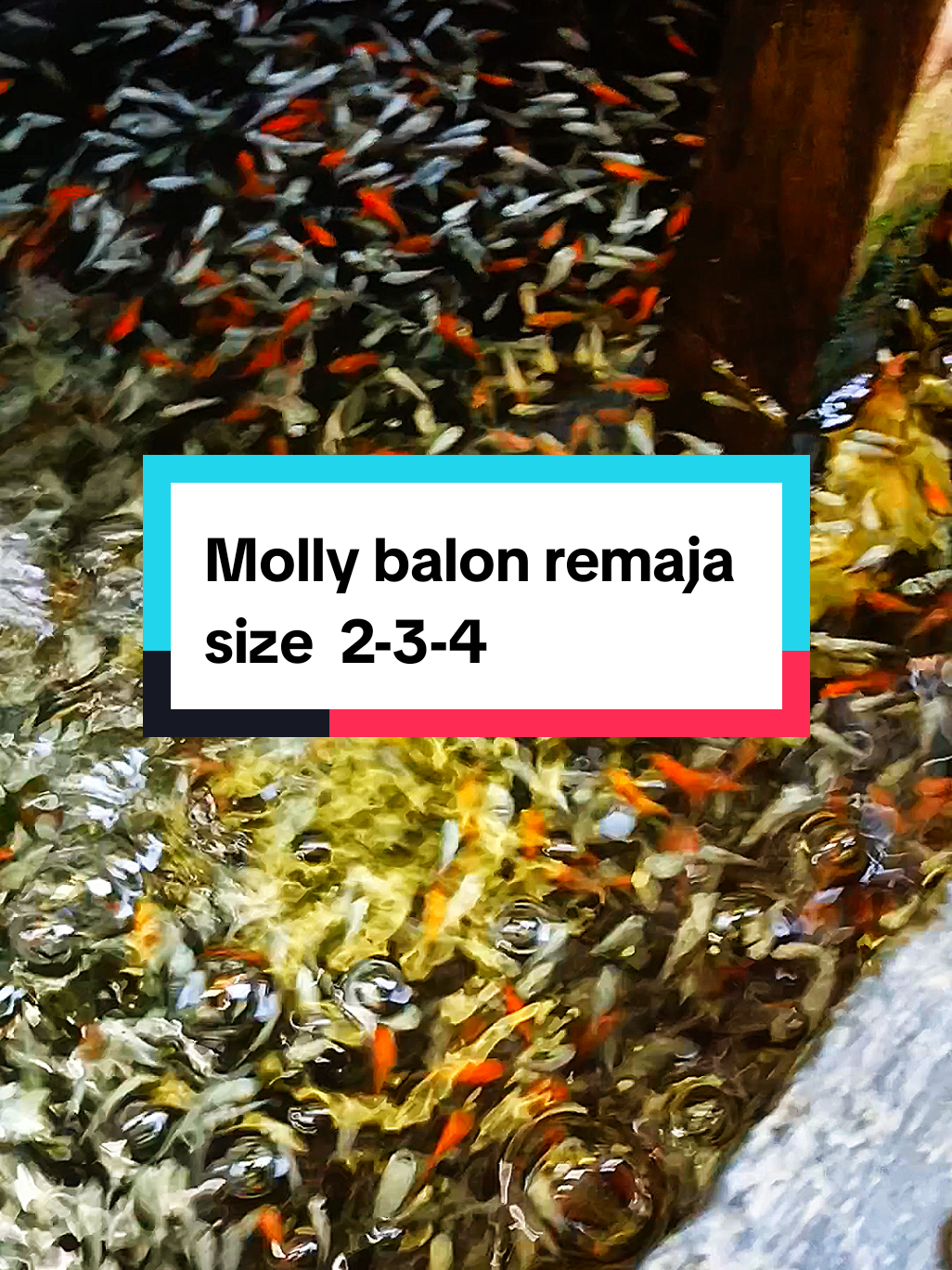 Molly balon pakan remaja cuman  20 ribu 100 ekor#jeegfishjombang #ikanhias #mollybalon #ikanmolly #ikanhiasmurah #ikan #mollypakan 