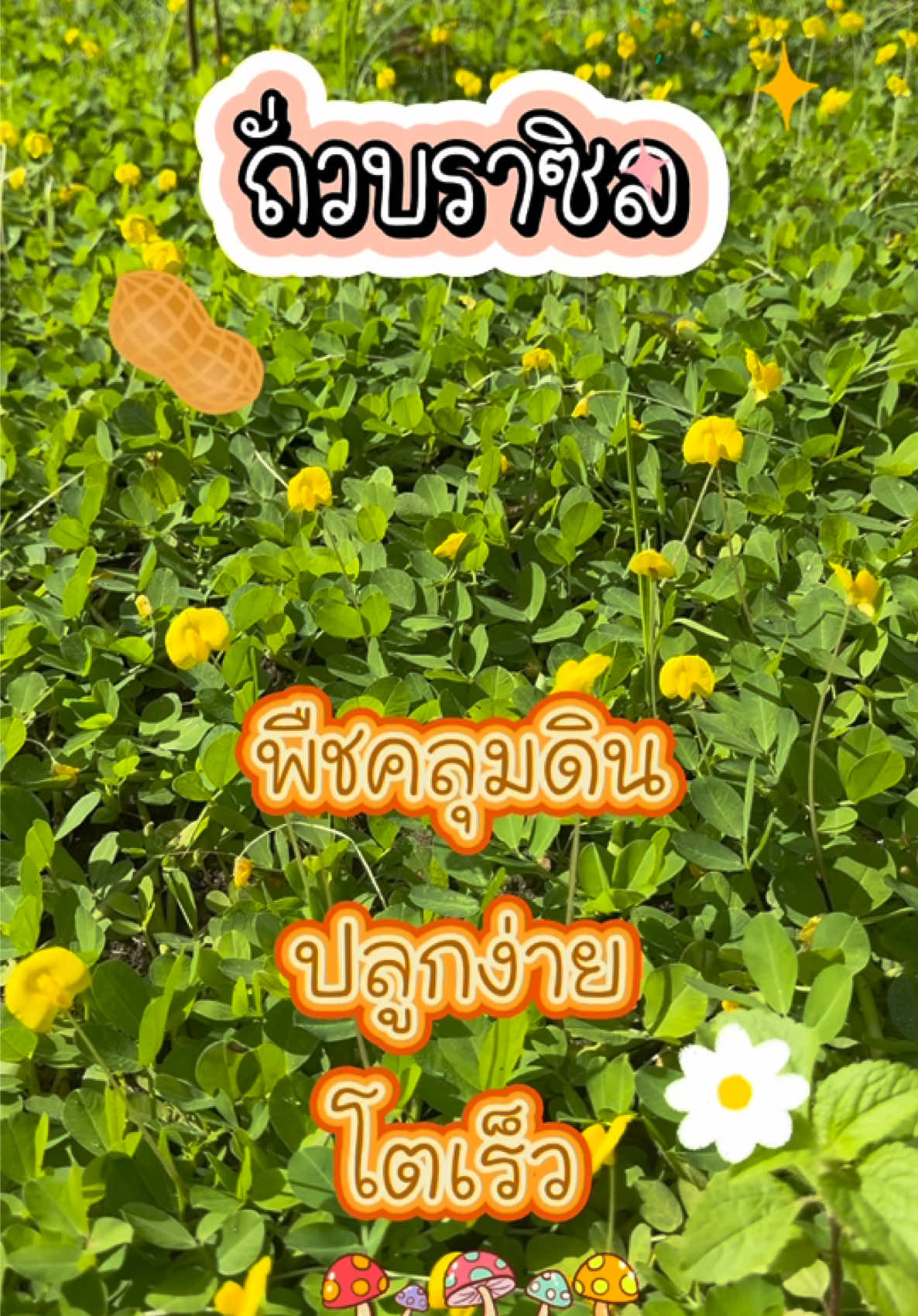 ถั่วบราซิล ✨💕 #พืชคลุมดิน #พืชปลุกง่าย #บ้านและสวน #แต่งสวน #ป้ายยาtiktok  @648home 