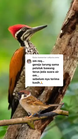 Membalas @callysta.rama done om ✌️ #pelatukbawang #gerejatarung #masteran #burung #kicaumania #master #masteranburung 