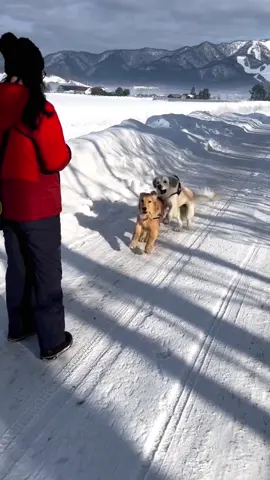 Get ready to smile because these pups never miss a laugh 🐶😂 #FunnyDogs #PupVibes 