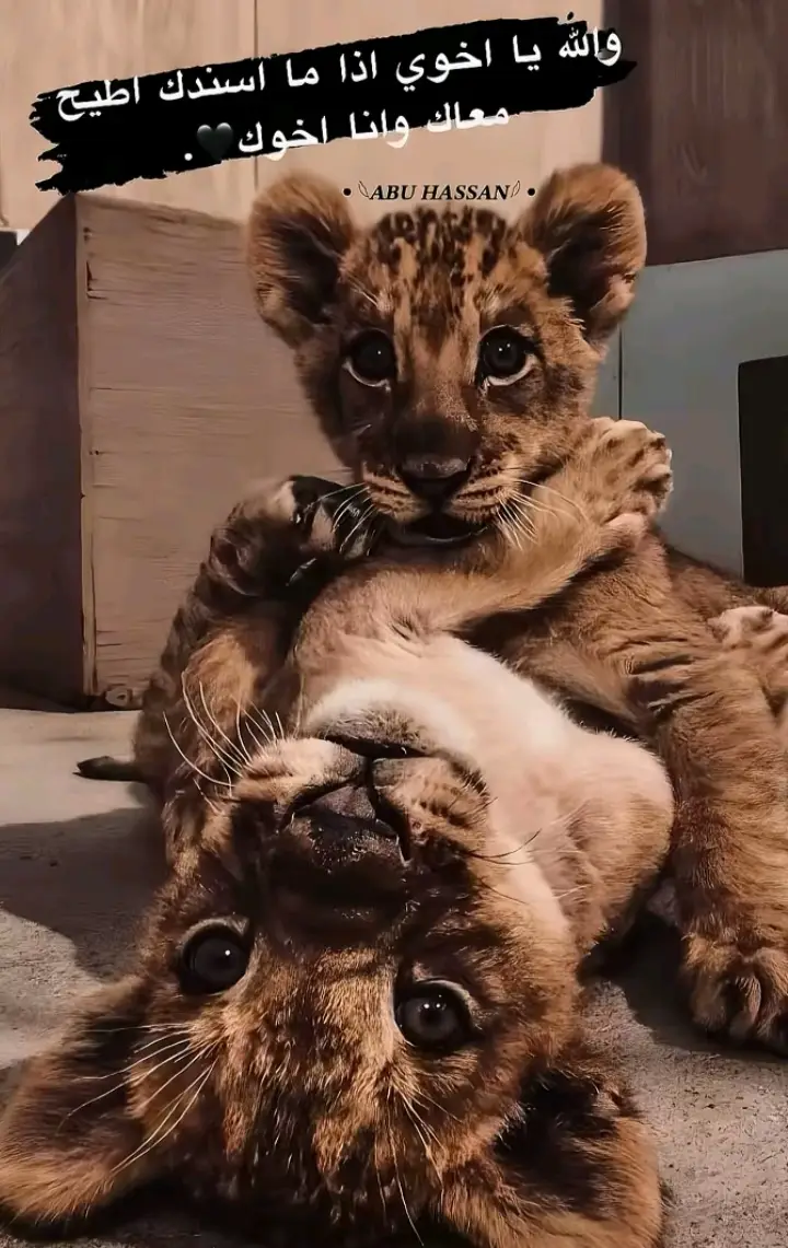 #فلسطين#السعديه #اليمن🇾🇪 #الاردن #ايران🇮🇷 #لبنان🇱🇧 #البرغوثي💪 