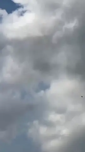 cocok mahare boleh di bungkus juragan.  . THOR QIUQIU JENDRAL  LOKASI YOGYAKARTA  #merpatikolongan #merpatilovers #fyp #fypシ #fyptiktok #merpatiindonesia🕊 #fypシ゚viral #fypage 