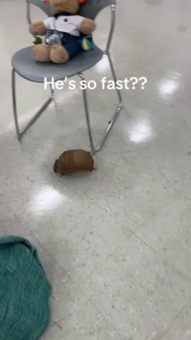 Bocce is something else😭 #armadillo #cute #animal #fyp #threebandedarmadillo 