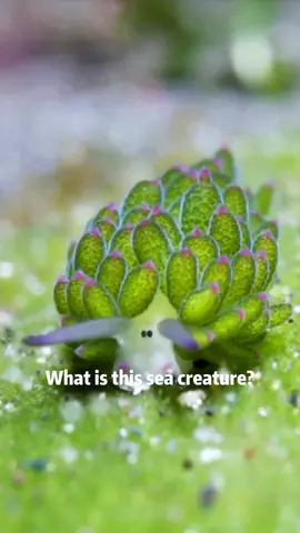 Super cute and peculiar marine animals #Science #anime #ocean 