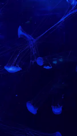 Blue aesthetic #fyp #dc #jellyfish #sea #pretty #blueaesthetic #blue #aesthetic 