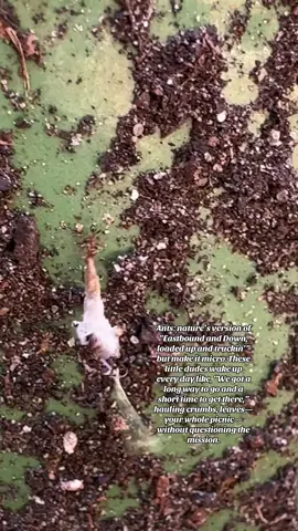 If I had half the ambition of an ant, life would’ve turned out so much different  🐜 Tiny six-legged truckers, full send, convoying through dirt like it’s Smokey and the Bandit: #AntConvoy #eastboundanddown #LittleBigHustle🐜 #forthecolony #wedowhattheysaycantbedone 