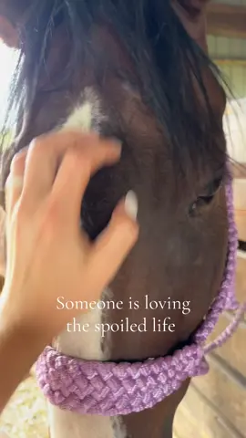 🤎 #geldingsoftiktok #cowgirl #cowgirlsoftiktok⚡️ #ranchhorse 