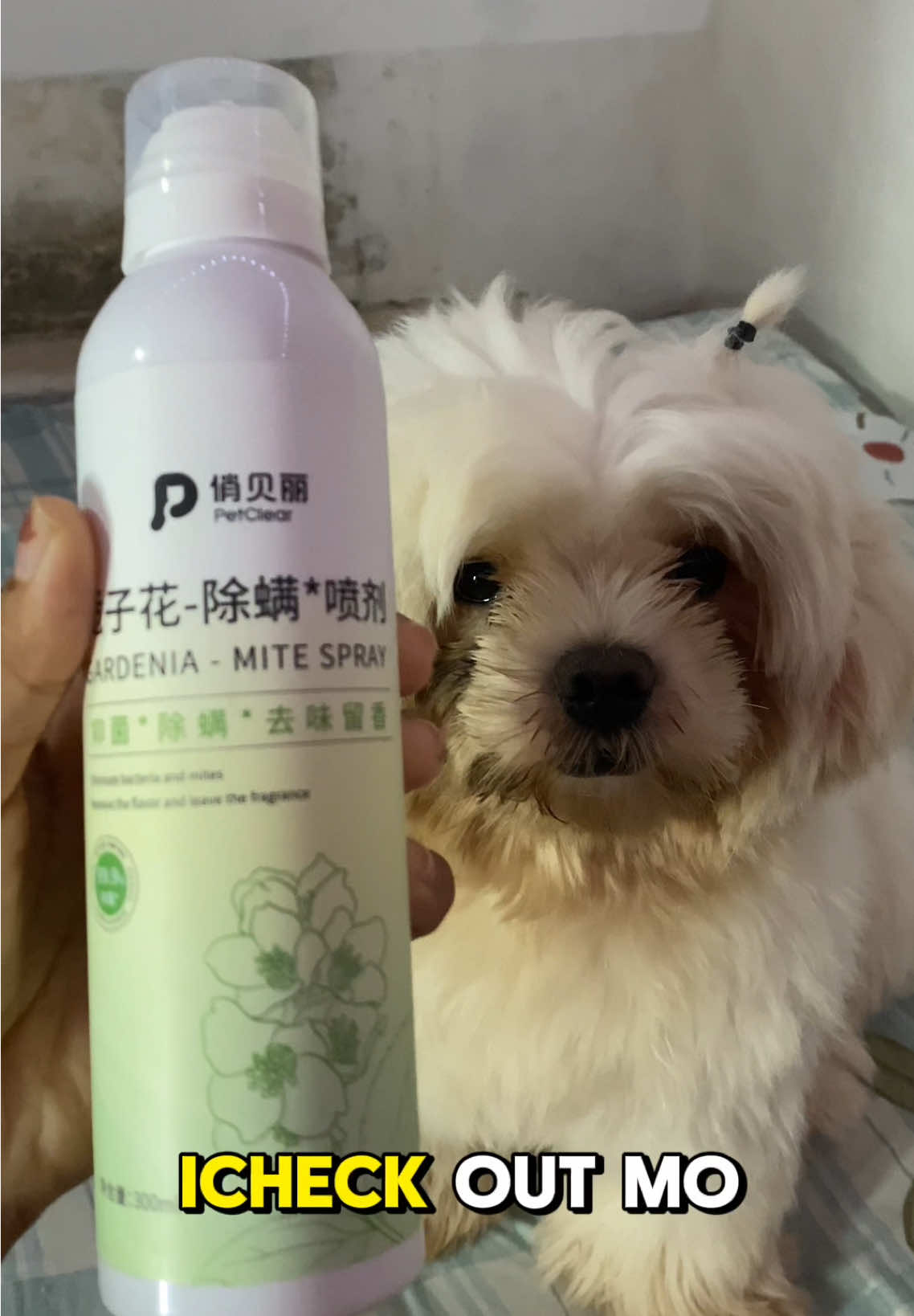Tanggal ang amoy plus safe pa sa alaga natin❤️✨ #petclear #gardeniamitespray #deodorizingspray #pet #dog #petlovers #furbaby #furparents #missydai #missy #fur #dogsoftiktok 