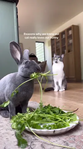 Our cat Ted has epilepsy and overstimulates easily with our other pets- it makes me so happy he’s found a friend that he adores 🥹