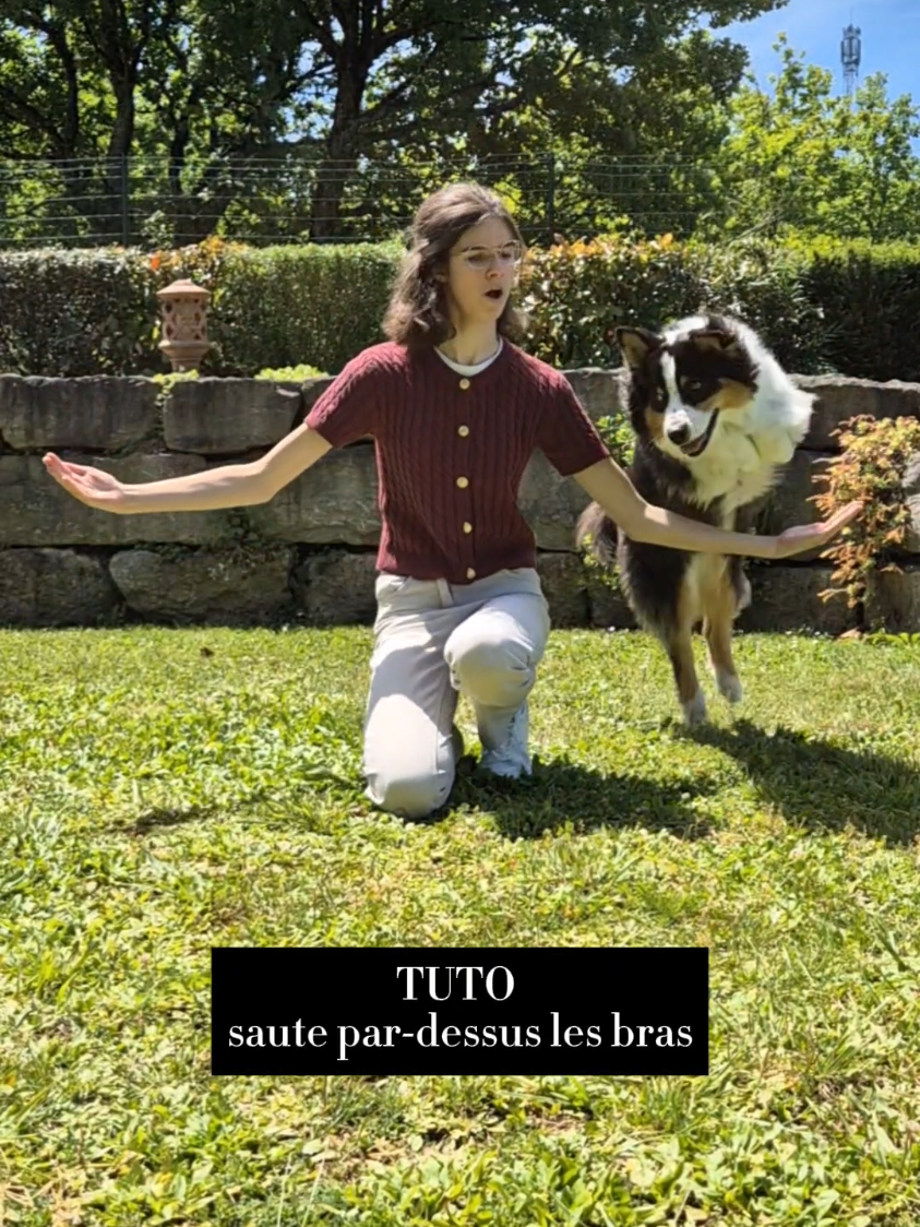 TUTO saute par-dessus les bras ⚠️ Bien attendre la fin de la croissance de ton chien pour lui apprendre ce tour 1- Mettre deux supports de chaque côté et leurrer le chien pour qu'il passe par-dessus le bras en augmentant la hauteur progressivement 2- Enchaîner un seul saut sans le leurrer 3- Enchaîner plusieurs sauts sans le leurrer 4- Répéter la même chose en enlevant les deux supports de chaque côté 5- Ajouter le mot 