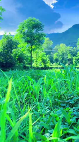 foryoupage❤️❤️ #viralditiktok #foryouu #fypppppppppppppppppppppppp #foryouu 