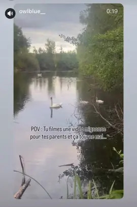 🦢 ?  ⬇️⬇️⬇️⬇️⬇️ 🐀  @OwlBlue Merci pour ce fou rire!!! 🤣  #fyp#drole#cygne#ragondin#pourtoii