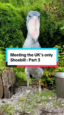 Abou the Shoebill 🖤 📷 : me 📍 : @exmoorzooofficial  Follow @birdkeeperkirsty_ for more videos!  #shoebill #birdsoftiktok🦜 #birdlover 