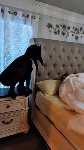 Crow prank 😂 #scareprank #scarecam #scare #scared #foryou #funny #funnyprank #viral #viraltiktok #fyp #fpyシ #haha #crow 