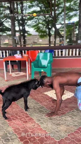 What are they figh.ting for ? 🤣🤣🤣🐐🐐🐐 Just imagine #itooknow #funny #goat🐐 
