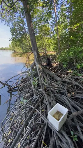 spott gacor#ikan #fyp #mancing 