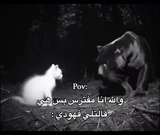 #fyp #viral #اكسبلور #فهد #مالي_خلق_احط_هاشتاقات 
