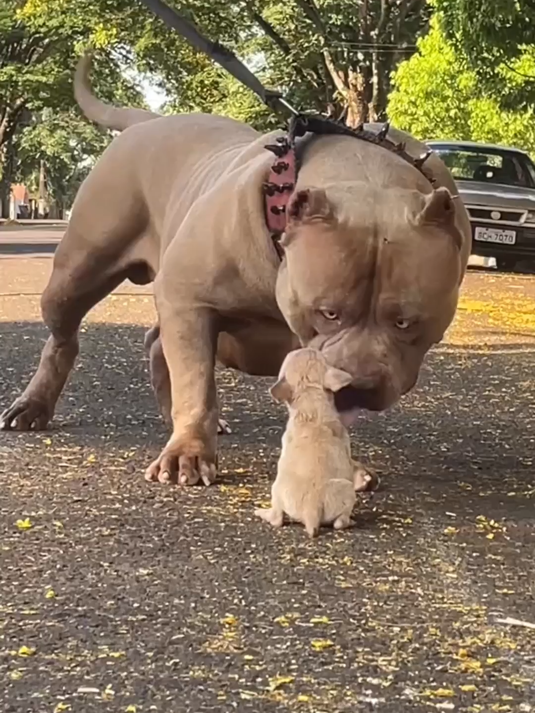 5 cachorros que conseguem enfrentar um pitbull #pitbull #dogoargentino #canecorso #kangal