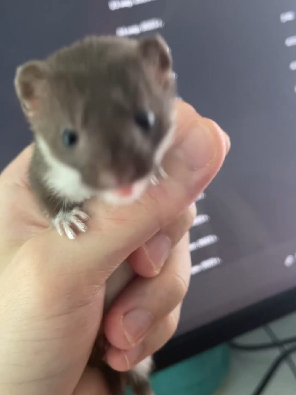 🥰🐾#shanispaws #weazel #hunter