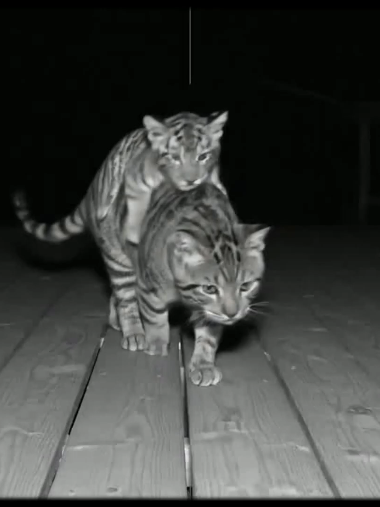 Surveillance Camera Captures Animals' WTF Moments 動物の魔法のような行動 #petfriendly #cat #Tiger #surveillancevideo
