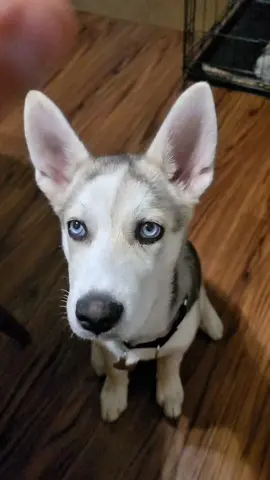 my dog when he was 3 months old vs 1 year old #dogs #puppies 