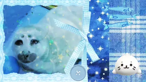 I have maternal instincts regarding Niko... please ignore the goofy transitions 🥀#moodboardedit #cute #silly #scrapbookedit #seals #sealsoftiktok #nikotheseal #nikoseal #niko #tobaaquarium #sealsoftiktok #seal #iloveseals #seal #🦭 #🦭🦭🦭 #baby #adriannelenker #yearningtotakecareofababyseal #seal #nikotheseal #niko🦭 