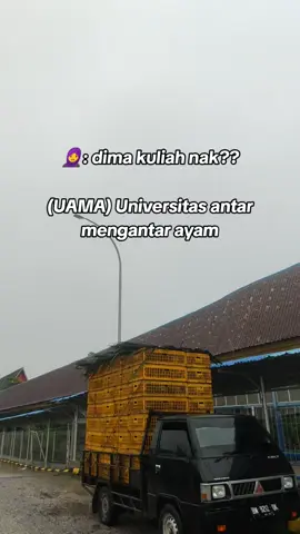 bisa kan jadi mantu ibuk?#ayambalap #ayambalapcomunity🐔 #fyp #supirayam #chickenspeed #berandafyp 