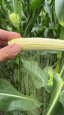 Will this be an yield impacting issue this fall on your farm? 