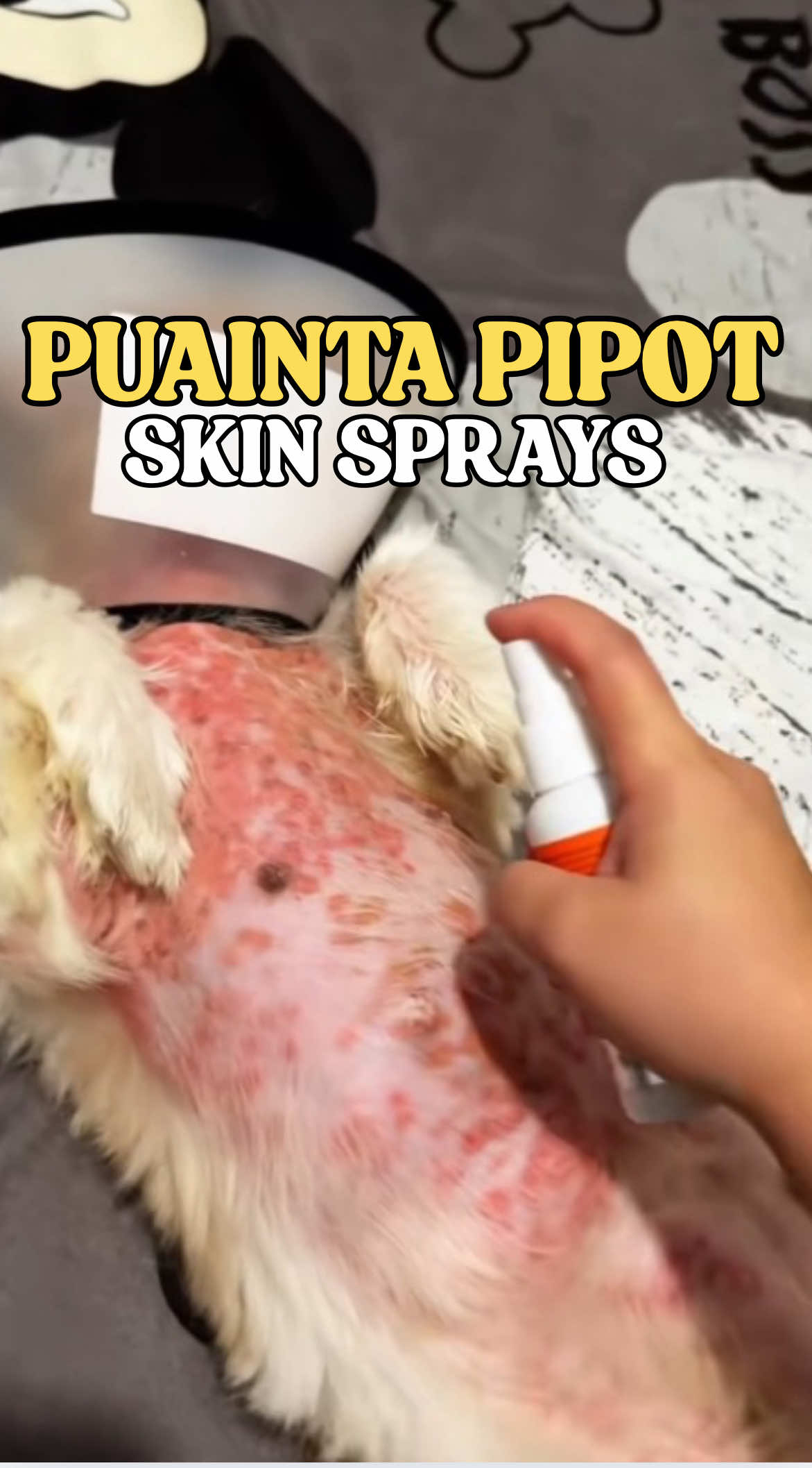 Got a fur baby with rashes or skin issues? Try Puainta Pipot Skin Spray — safe for cats & dogs! 🐾  #puainta #puaintaph #cats #dogs #skininfection #petcare #petlover 