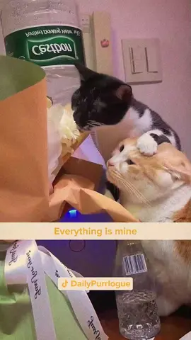 #cat #catsoftiktok #catlovers #cats #funnycats #catlover #funnycat #fyp 