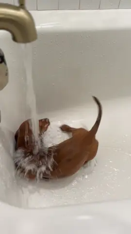 If he could live underwater he would🫧🤿 #minidachshund #minidachshundpuppy #puppybath #puppytiktok #dachshund 