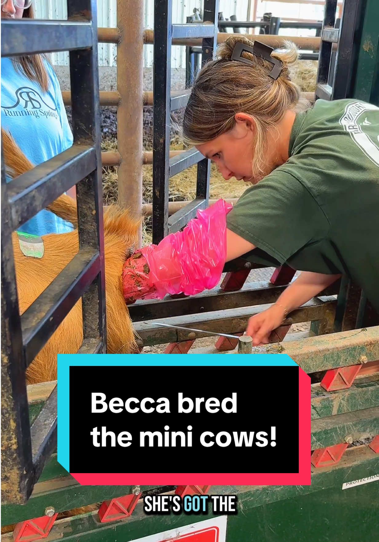 @Becca Miller bred the mini cows for us today!🐮 #poppyandpetunia #minicows #minicowsoftiktok #cowbreeding #breedingseason 