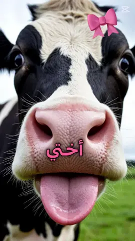 #اختي_البقره🙄 #explore #trendingvideo #هدوء #fypppppppppppppp 