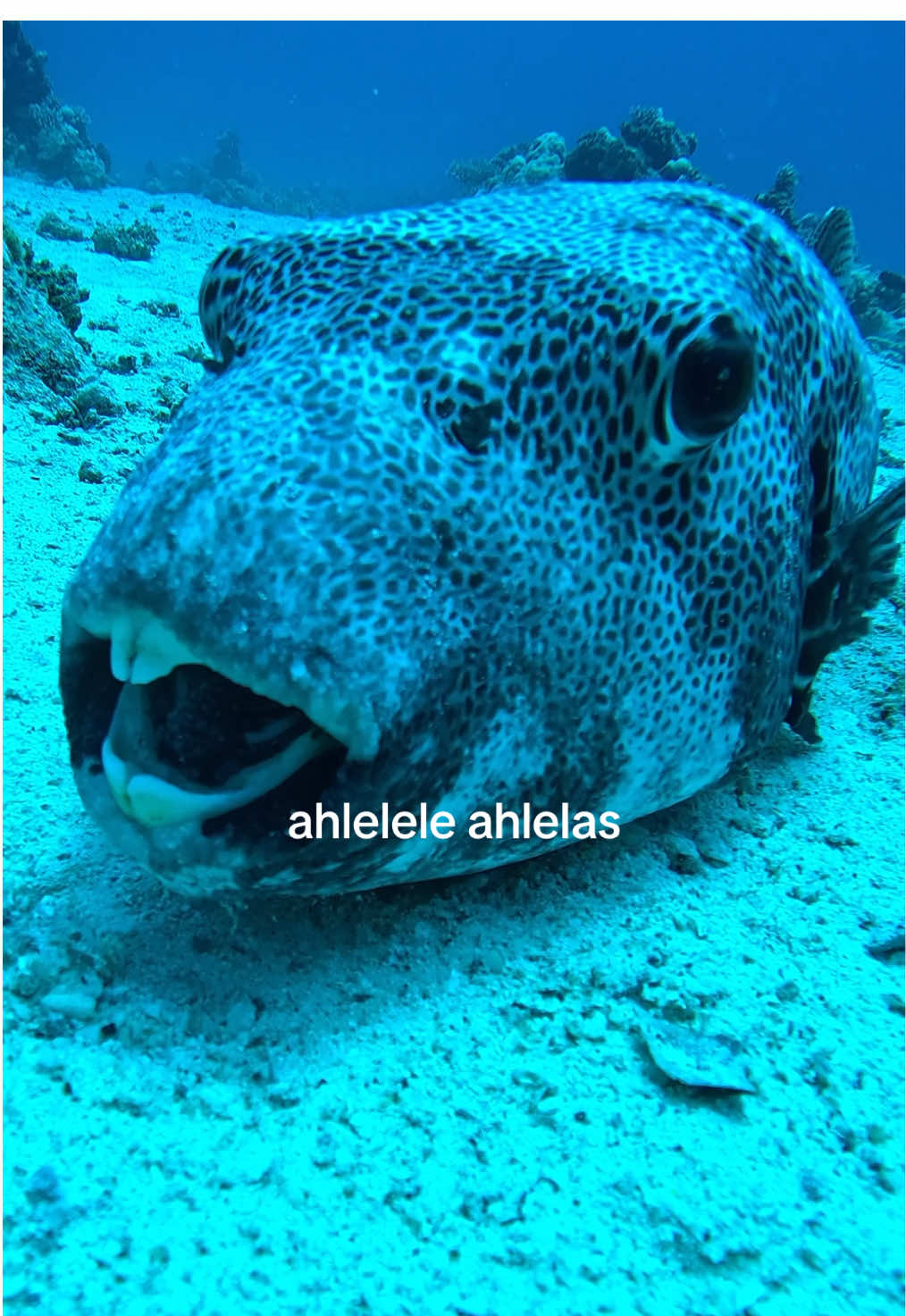 ahlelele ahlelas #travel #traveltiktok #vacation #egypttravel #egypt #Summer #hurghada #redsea #cairo #scuba #scubadiving 