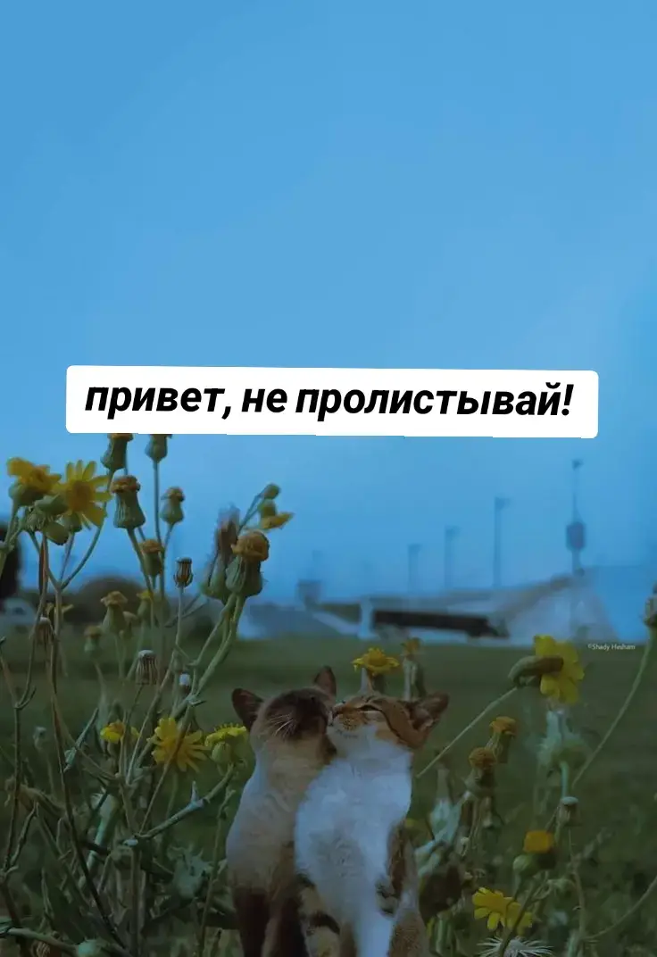 Дружба — это личные устойчивые отношения между людьми на основе симпатии, уважения, общих интересов, духовной близости, взаимной привязанности, понимания и доверия.  Основные аспекты дружбы: Доверие. Основа дружеских отношений, позволяет делиться личными мыслями и чувствами без страха осуждения. Взаимная поддержка. Друзья помогают друг другу в трудные моменты и искренне радуются успехам. Искренность. Дружба строится на честности, без манипуляций и корысти. Эмоциональная близость. Друзья разделяют интересы и личные переживания. Равенство. Дружба предполагает баланс между «получать» и «отдавать» без эксплуатации одной из сторон. Совместное время. Дружеские связи укрепляются через регулярное общение и общий опыт. Принятие и уважение. Друзья принимают друг друга со всеми особенностями и недостатками. #постпанк #рекомендации #дружба 