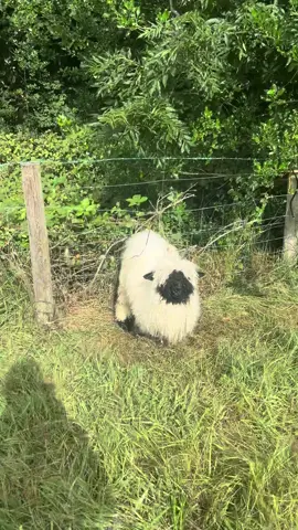 Walking today heard a sheep in the distance baaa’ing for help. Found this poor little guy that’d ended up in a bit of a predicament. On a very hot day like today he was lucky & clever for baaa’ing for help. #hike #hikersoftiktok #fyp #sheep #rescue #baa #wool #valaisblacknosesheepuk 
