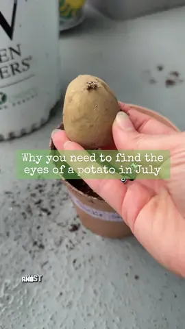 Why you need to find the eyes of a potato in July