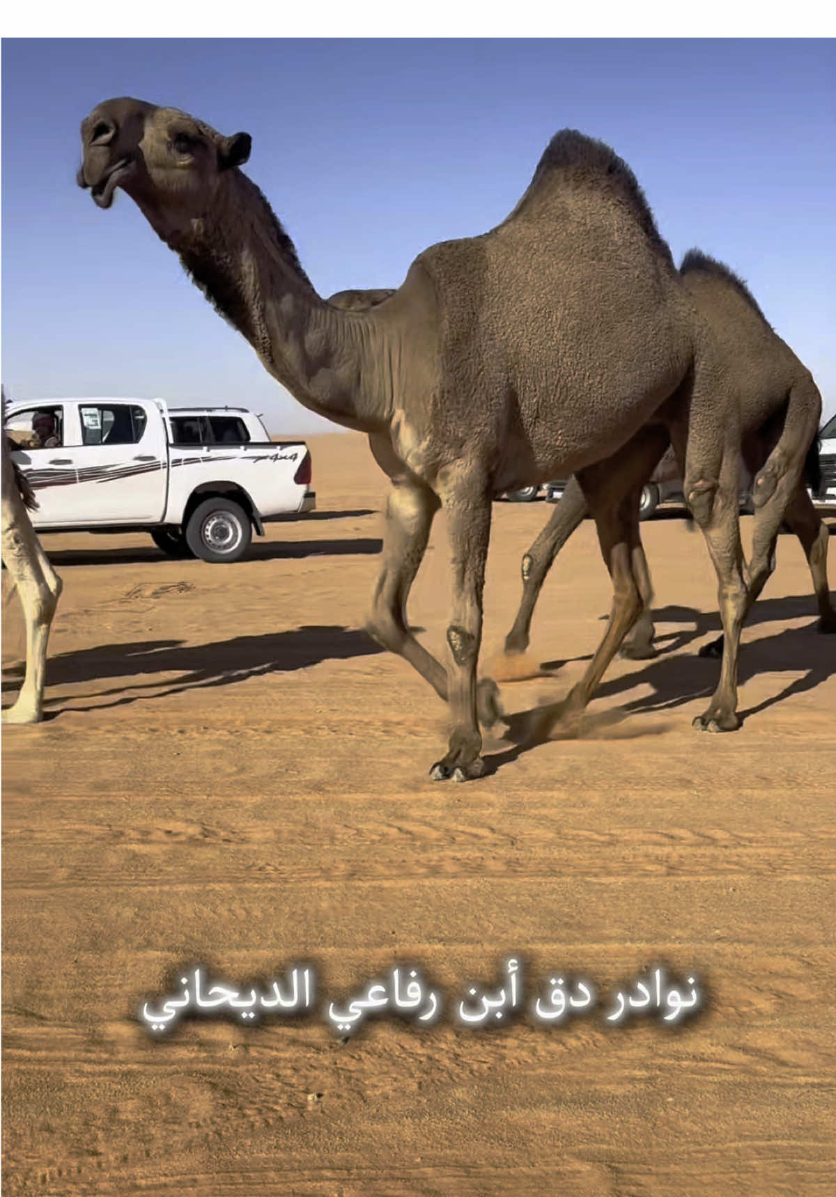 نوادر دق مروعات .. لزعل ابن رفاعي الديحاني 🔥 #بنات_قهار#مروعات #زعل_الديحاني #مطير #السعودية #الصمان #زعل_المطيري #اكسبلورexplore #fyp #ترند #قعيد_المجد #ابن_جخدب #لطامات #قحطان #الدواسر #الدياحين #ابن_دغيثر #اكسبلوررررر #مروعات #العجمان#مهرجان_الملك_عبدالعزيز_لمزاين_الابل #سبيع #احمد_قعيد_الشلاحي #الدواسر #الابل #الصفر #عتيبه 