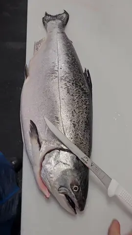 #salmon #kingsalmon #fyp #foryou #foryoupage #seafood #fishmonger 